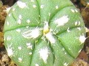 Semina Astrophytum asterias Superkabuto