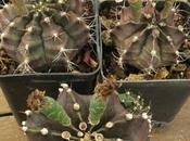 Gymnocalycium: stenopleurum, mihanovichii, friedrichii, esistono? identifichiamoli!