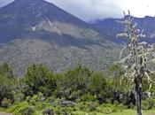 Arusha (Tanzania) "prima volta"... "Mentre mondo stava guardare" Silvana Arbia