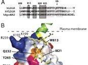 Colesterolo cattivo: ecco perchè alto sangue