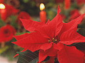 menu Natale 2011 della Palermo Vegetariana! Manuela Zanni