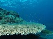 Exploring Oceans: universo esplorare amare.