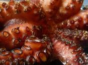 polipo patate greek style disavventura