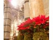 Stella Natale, come curarla, conservarla farla rifiorire