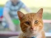 Gatto maxi cassetta...