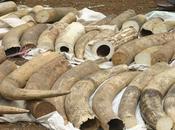 L’anno orribile degli elefanti: hanno uccisi 2500 trarne l’avorio