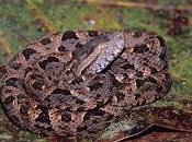 Serpenti Costa Rica: Terciopelo