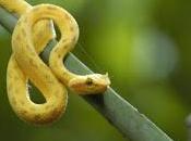 Serpenti Costa Rica: Bocaracà, Oropel Vipera dalle ciglia