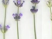 prodotti lavanda