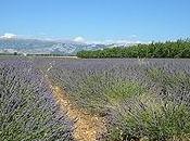 fiori lavanda