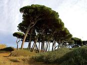pini, vento salsedine