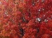 rischio foreste acero Grandi Laghi