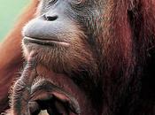 L'ultimo orango