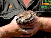 Curiosità: Australia pitone “Atomic Betty” pesa