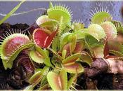 Piante carnivore