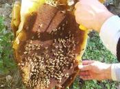 Belluno:aggredito sciame d'api,muore shock anafilattico.