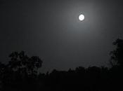 hanno promesso tartufo