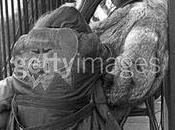 Christine Hinton dolore David Crosby