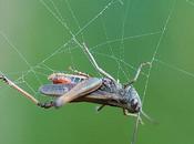 Alla ricerca della argiope fasciata