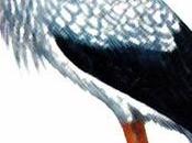 Viola cicogna parte)