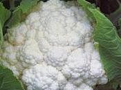 Cavolfiore Salento leccese (Brassica oleracea conv. botrytis (L.) Alef. var.