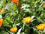 Come calendula