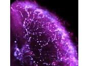 "Connectome" nuovo libro Sebastian Seung