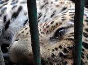 Leopardo quartiere città dell'India assalta passanti, uccide ferisce altri quattro. Catturato