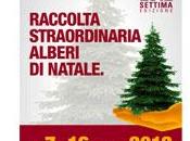 Ama: raccolta gratuita degli alberi Natale