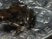 Scoperta Papua Nuova Guinea rana piccola mondo: millimetri
