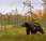 orsi della taiga finlandese: progetto fotografico