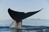 tema della settimana: acciughe balene.