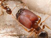rivincita delle super formiche