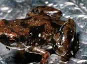 Papua Nuova Guinea: scooerta rana piccola mondo