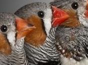 volatile spiega l’invecchiamento