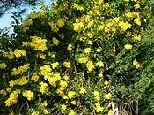 Giardino d'inverno senecio rampicante nome scientifico Senecio angulatus della famiglia delle Composite