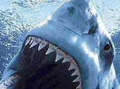 Australia, pugni calci squalo tigre scappa! FOTO SQUALI TIGRE