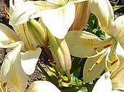 FONDO MARE.Là dove sole tramonta mezzogiorno.D...