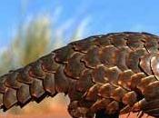 Ubuntu Precise Pangolin 12.04 nuova funzionalità interfaccia Unity arrivano (Head-Up Display)