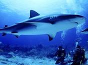 Squalo hamburger Fast Food!