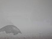 Arriva Ubuntu Developer Week, tema, Precise Pangolin 12.04 previsto Gennaio 2012