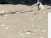 Ballerina uccisa uomini