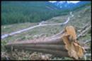 Biomasse deforestazione