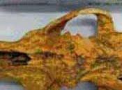 Scoperto Siberia cane antico