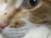 Addio Wislawa Szymborska