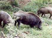 Emergenza cinghiale, parco Pollino convoca mondo agricolo