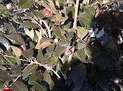 COLORI CAMBIANO ovvero SFUMATURE