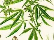 Cannabis: verità scientifica contro l’insostenibile “leggerezza” radicali