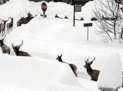 Abruzzo, cervi giro paese!