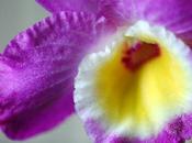 Orchidee aria secca